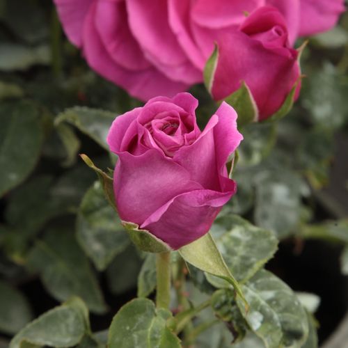 Rosa The Dark Lady - roșu - Trandafir copac cu trunchi înalt - cu flori teahibrid - coroană tufiș